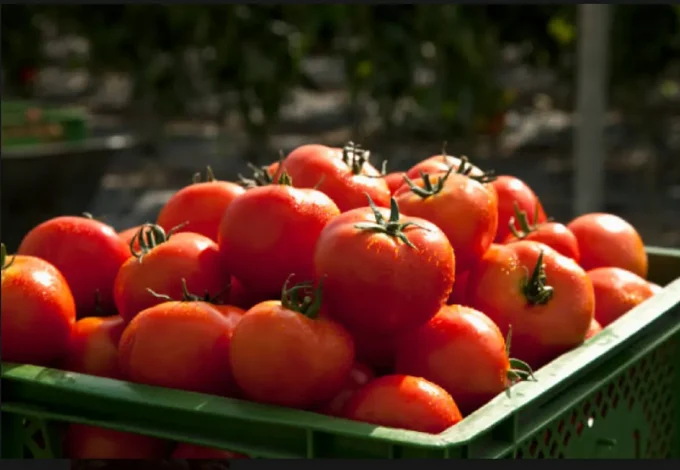 Cómo ayuda el tomate a prevenir enfermedades cardiovasculares, según estudios