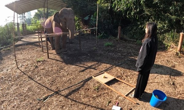 Los elefantes pueden reconocer cuándo los humanos los están mirando: un hallazgo sorprendente de la ciencia